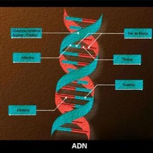 estructura del ADN