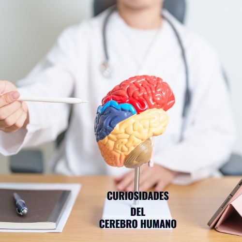 cerebro humano