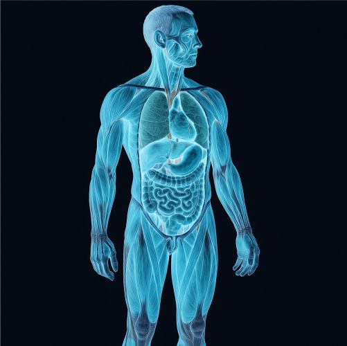 cuerpo humano