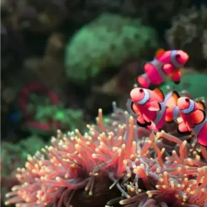 donde están  los mejores arrecifes de coral