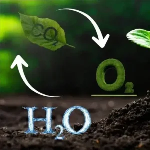 qué es la fotosíntesis y cómo funciona en las plantas
