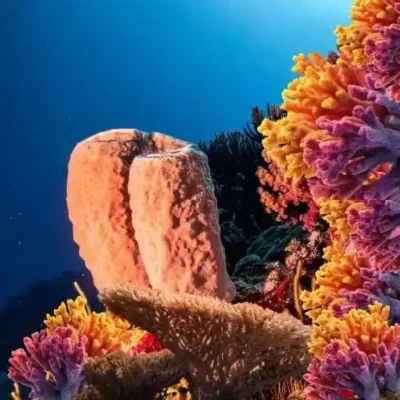 qué son los arrecifes de coral