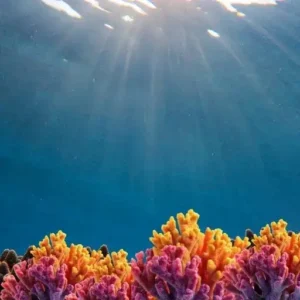 Cómo se forman los arrecifes de coral