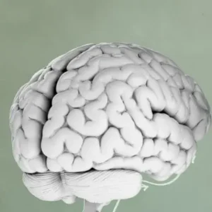 cuales son las partes del cerebro humano